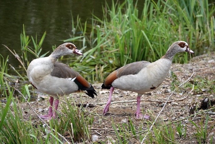 Egyptian goose